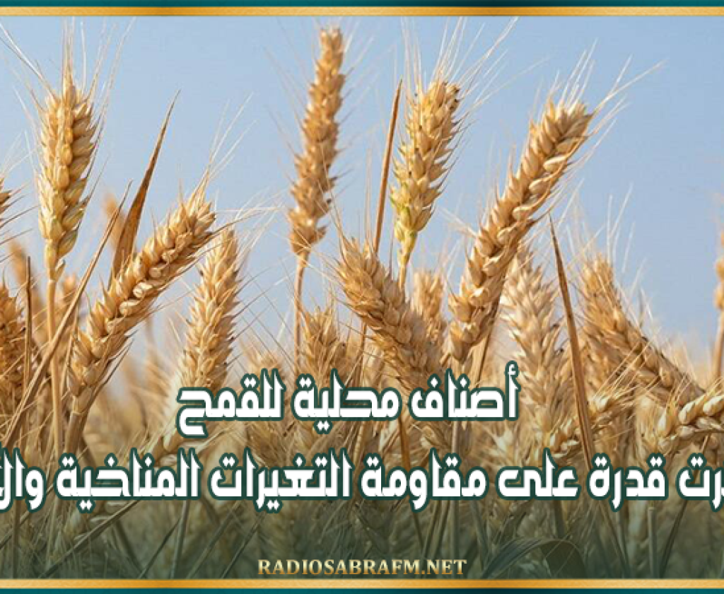 أصناف محلية للقمح أظهرت قدرة على مقاومة التغيرات المناخية والأمراض