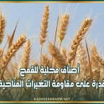 أصناف محلية للقمح أظهرت قدرة على مقاومة التغيرات المناخية والأمراض