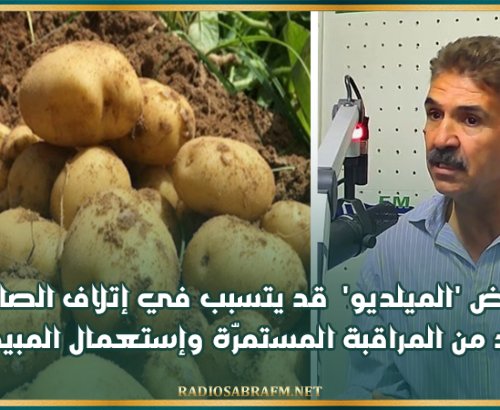 رئيس إتحاد الفلاحة بالقيروان: مرض 'الميلديو' قد يتسبب في إتلاف الصابة ولا بد من المراقبة المستمرّة وإستعمال المبيدات