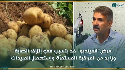 رئيس إتحاد الفلاحة بالقيروان: مرض 'الميلديو' قد يتسبب في إتلاف الصابة ولا بد من المراقبة المستمرّة وإستعمال المبيدات