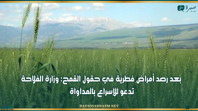 بعد رصد أمراض فطرية في حقول القمح: وزارة الفلاحة تدعو للإسراع بالمداواة