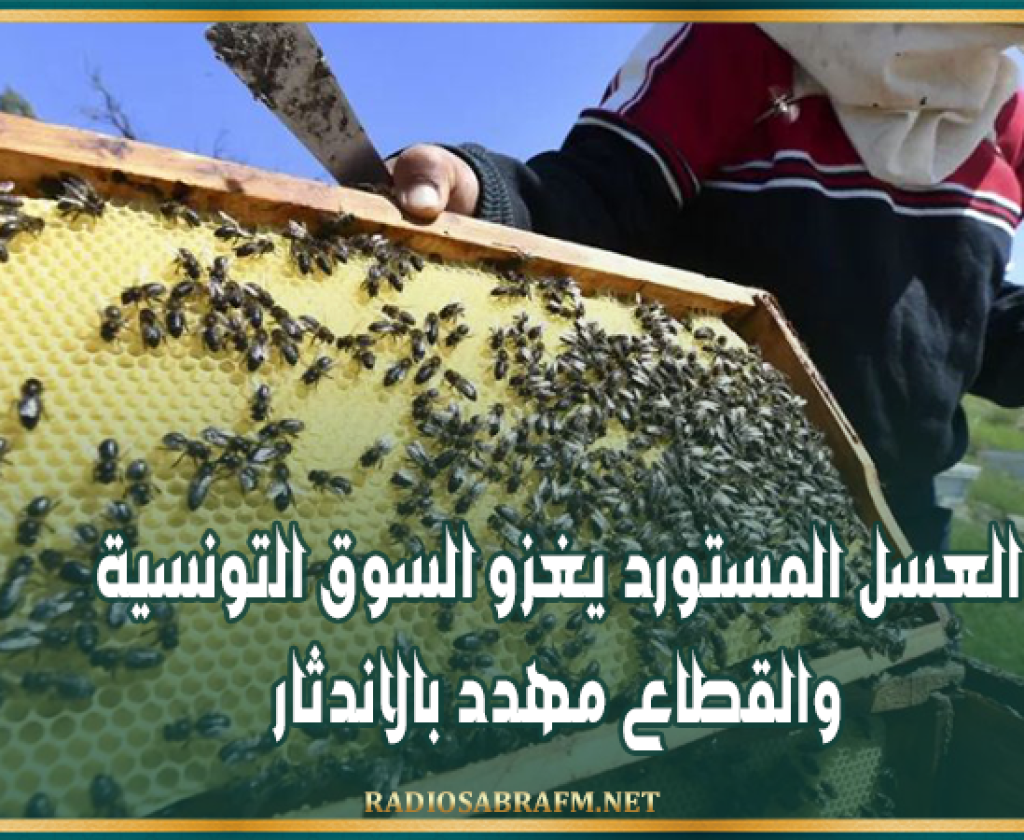 مختص في تربية النحل: العسل المستورد يغزو السوق التونسية والقطاع مهدد بالاندثار
