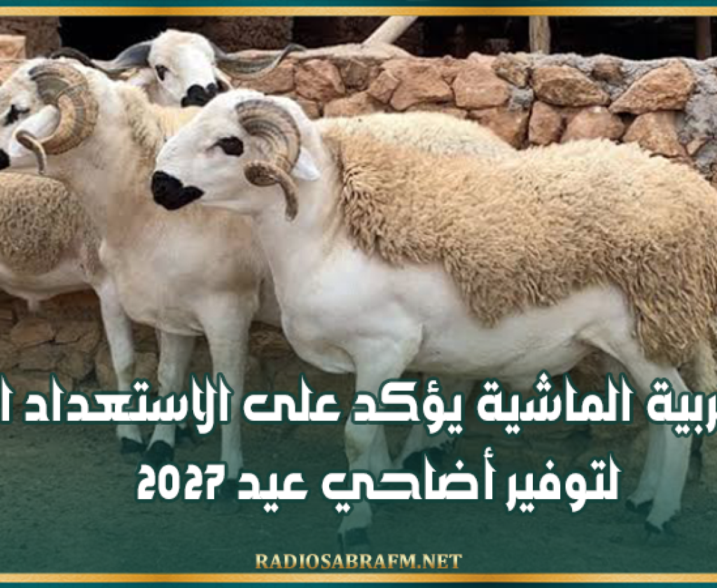 ديوان تربية الماشية يؤكد على الاستعداد المبكر لتوفير أضاحي عيد 2027