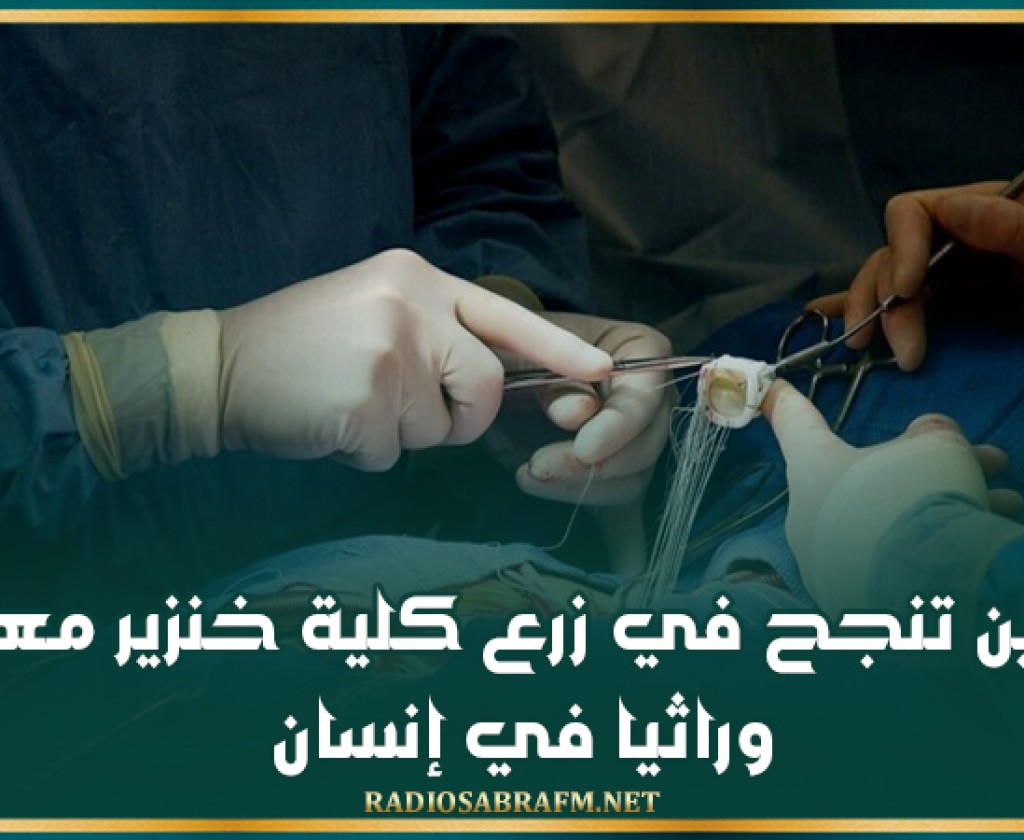 الصين تنجح في زرع كلية خنزير معدلة وراثيا في إنسان