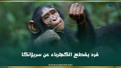 قرد يقطع الكهرباء عن سريلانكا