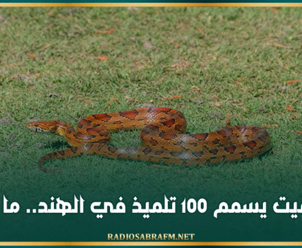 ثعبان ميت يسمم 100 تلميذ في الهند.. ما القصة؟