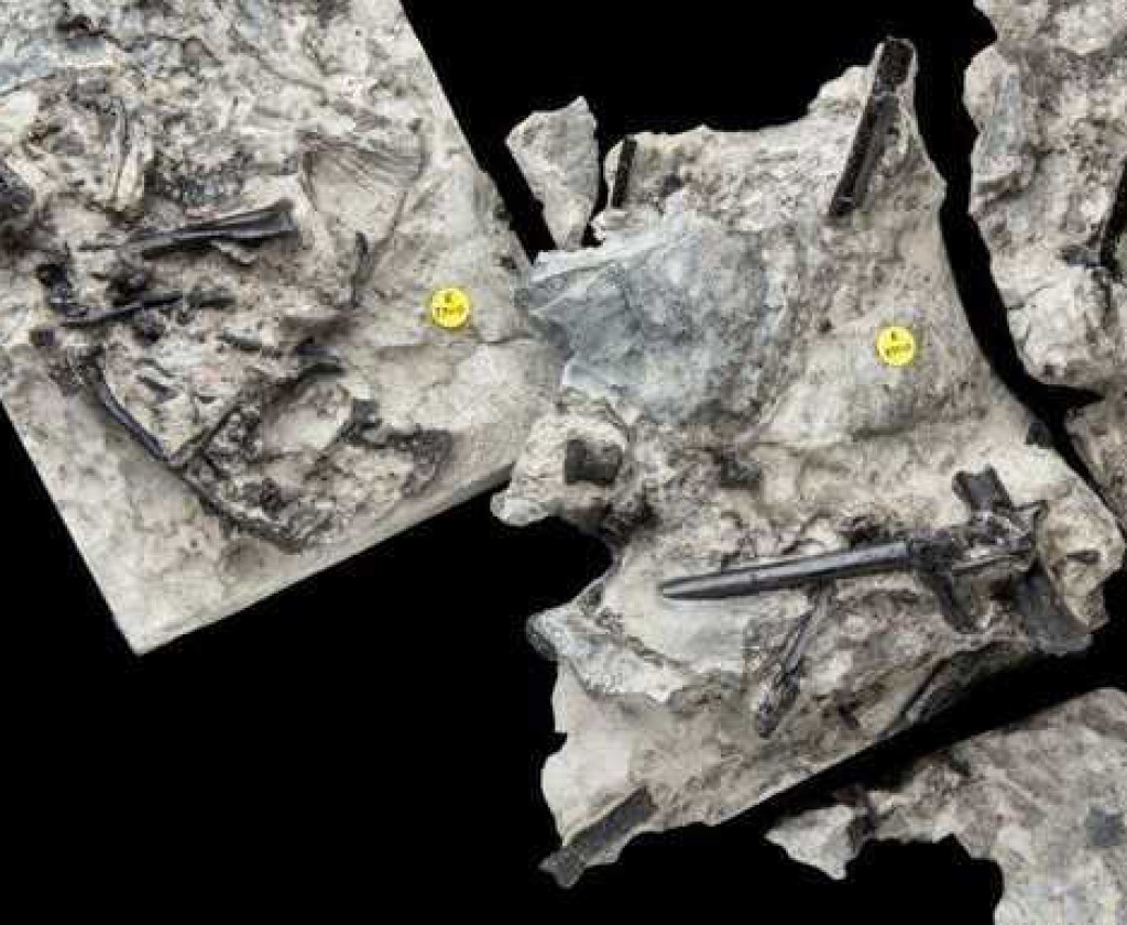 اسكتلندا :" العثور على أحافير لزاحف طائر من أقارب الديناصورات "