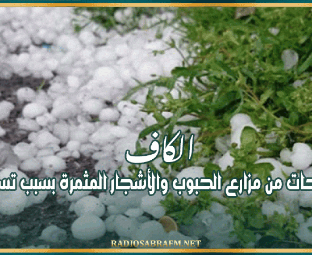 الكاف: تلف مساحات من مزارع الحبوب والأشجار المثمرة بسبب تساقط البرد
