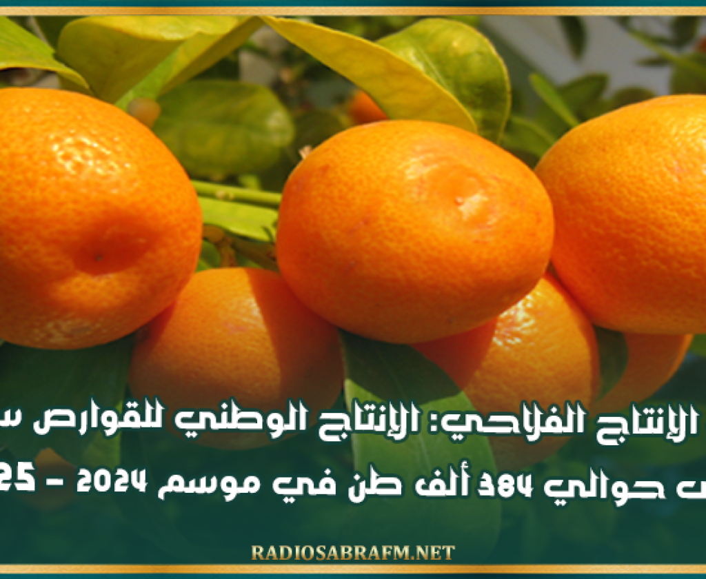 إدارة الإنتاج الفلاحي: الإنتاج الوطني للقوارص سيتطور إلى حوالي 384 ألف طن في موسم 2024 – 2025