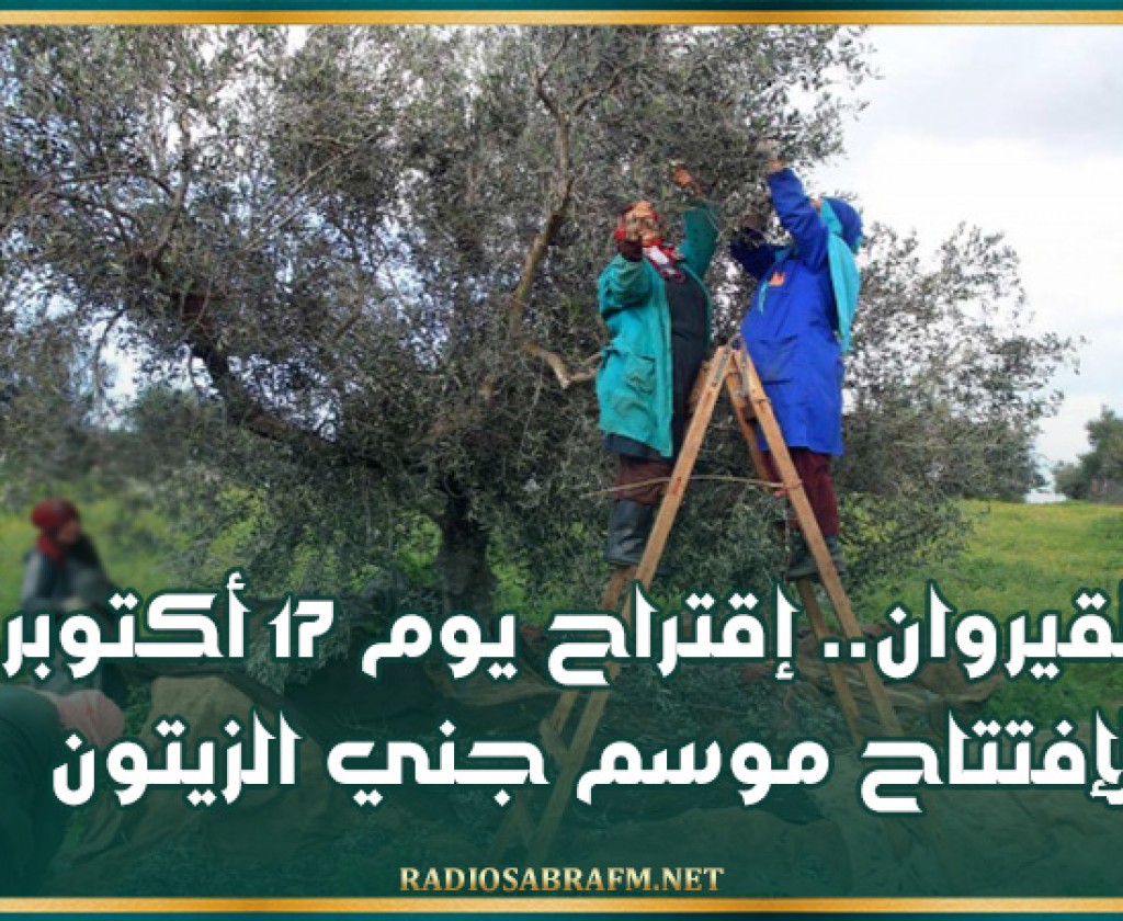 القيروان.. إقتراح يوم 17 أكتوبر لإفتتاح موسم جني الزيتون