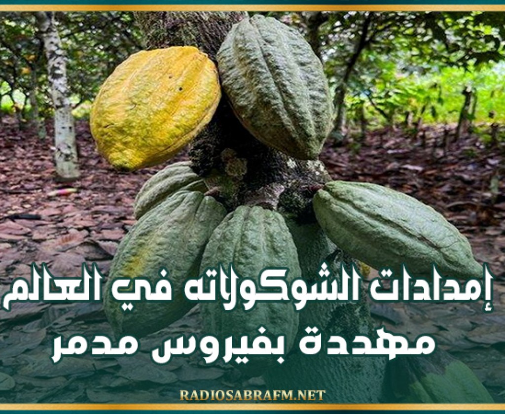 إمدادات الشوكولاته في العالم مهددة بفيروس مدمر