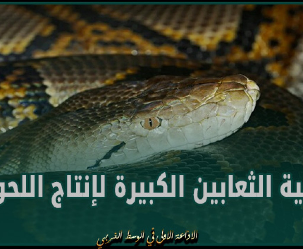 علماء البيئة يقترحون تربية الثعابين الكبيرة لإنتاج اللحوم