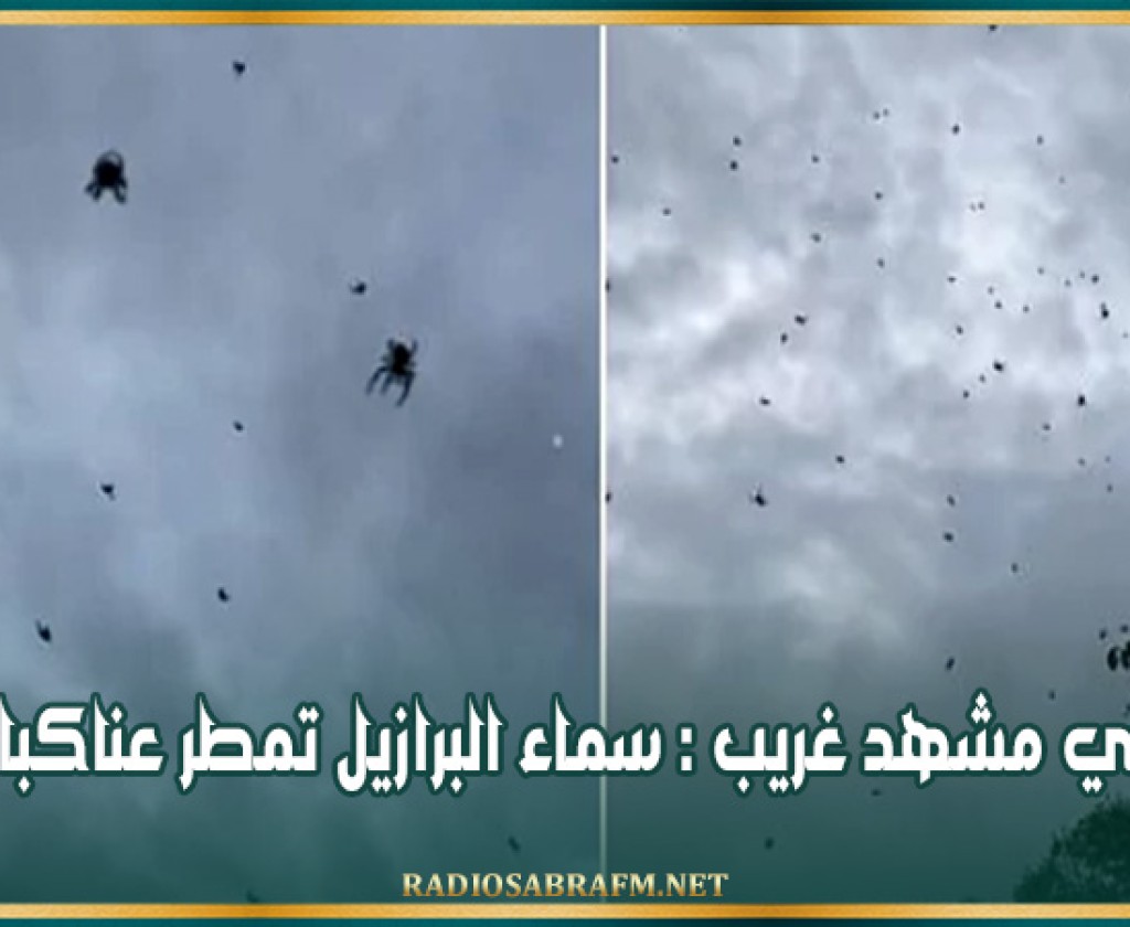 في مشهد غريب : سماء البرازيل تمطر عناكبا