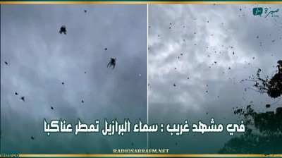 في مشهد غريب : سماء البرازيل تمطر عناكبا