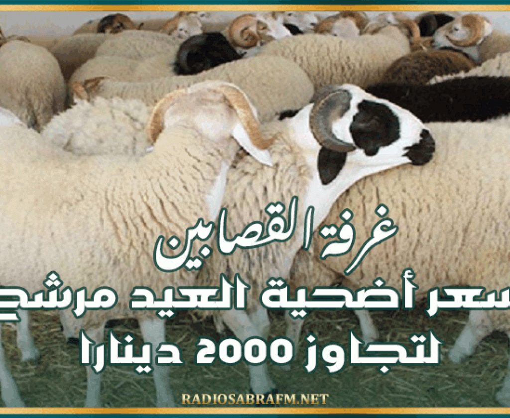 غرفة القصابين: سعر أضحية العيد مرشح لتجاوز 2000 دينارا