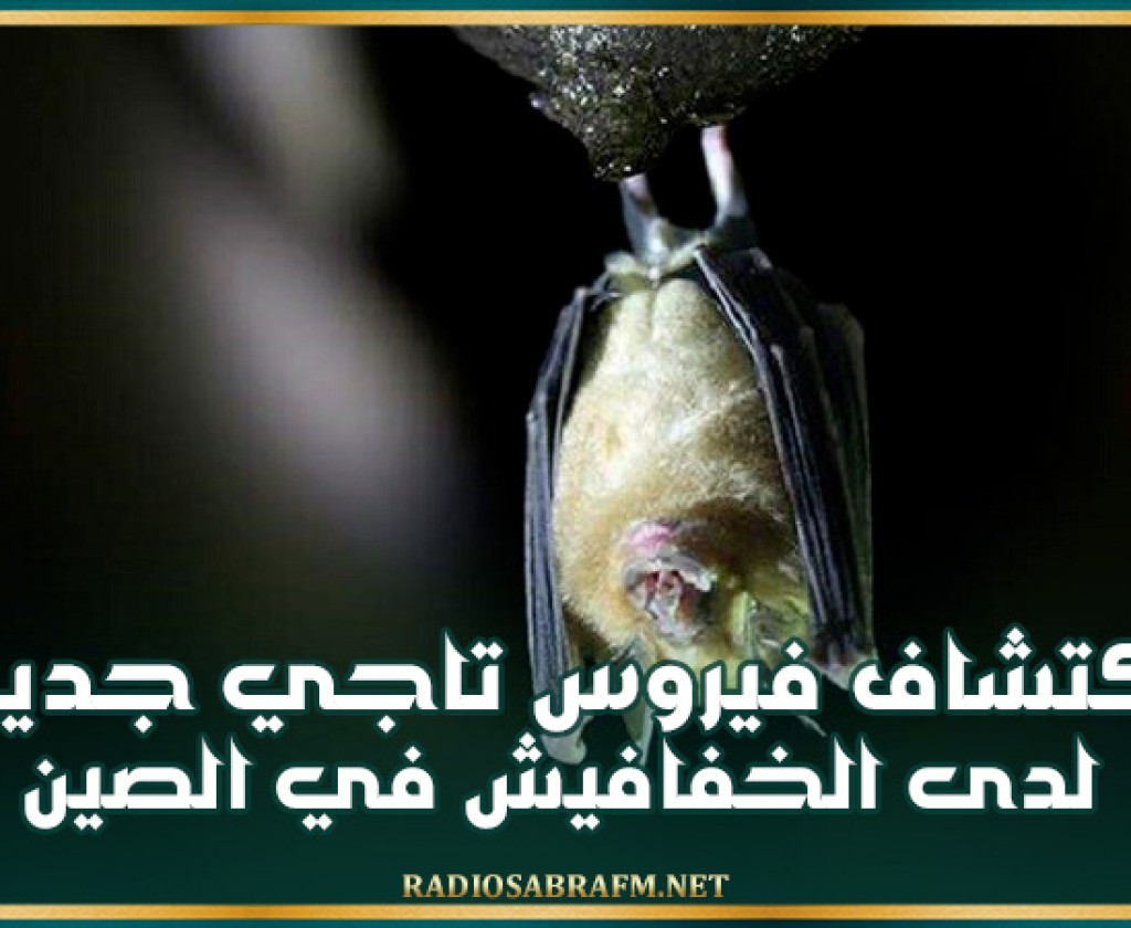 اكتشاف فيروس تاجي جديد لدى الخفافيش في الصين