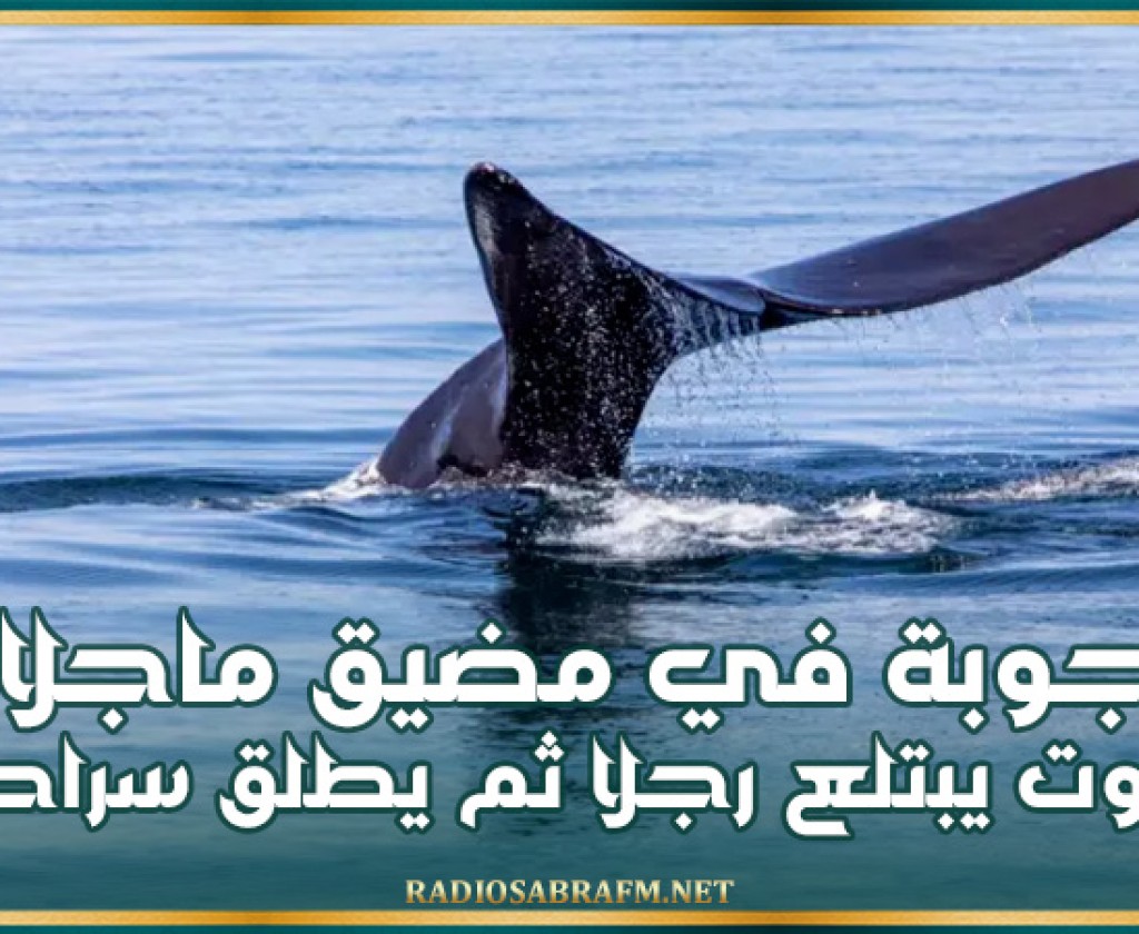 أعجوبة في مضيق ماجلان.. حوت يبتلع رجلا ثم يطلق سراحه (فيديو)