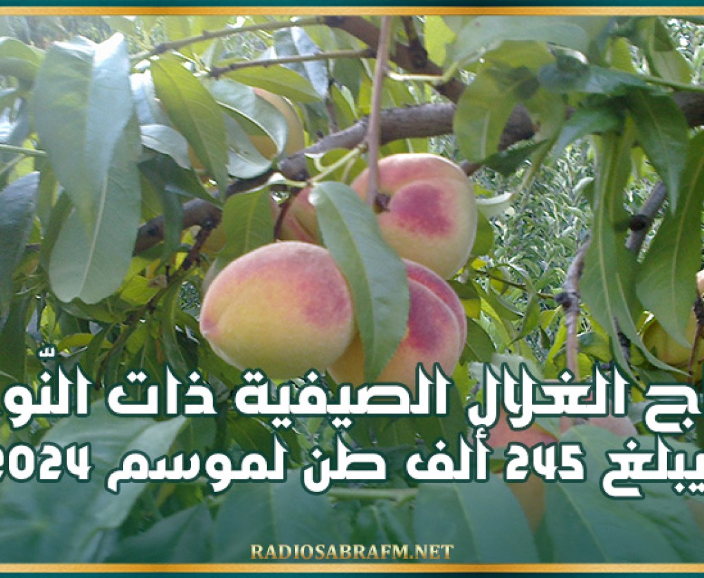 انتاج الغلال الصيفية ذات النّوى يبلغ 245 ألف طن لموسم 2024