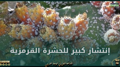 القيروان.. إنتشار كبير للحشرة القرمزية ودعوات لتدخل السلطات المركزية