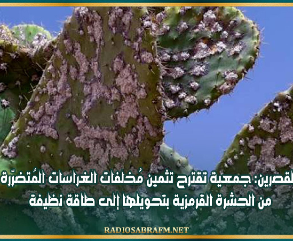 القصرين: جمعية تقترح تثمين مُخلفات الغراسات المُتضرّرة من الحشرة القرمزية بتحويلها إلى طاقة نظيفة