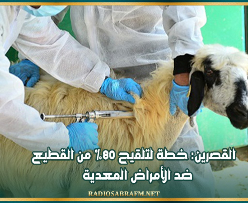 القصرين: خطة لتلقيح 80% من القطيع ضد الأمراض المعدية
