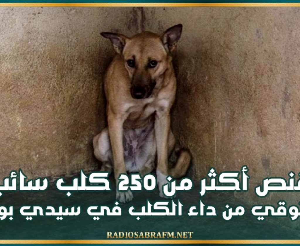 سيدي بوزيد: قنص أكثر من 250 كلب سائب للتوقي من داء الكلب