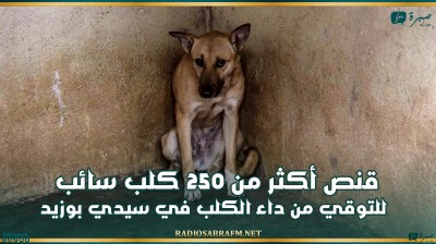 سيدي بوزيد: قنص أكثر من 250 كلب سائب للتوقي من داء الكلب