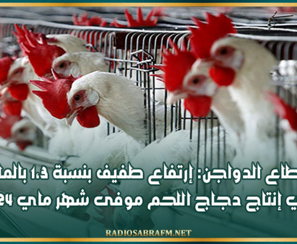 قطاع الدواجن: إرتفاع طفيف بنسبة 1،3 بالمائة في إنتاج دجاج اللحم موفى شهر ماي 2024