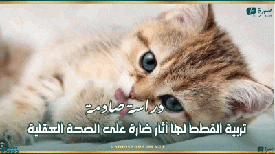 دراسة صادمة: تربية القطط لها آثار ضارة على الصحة العقلية