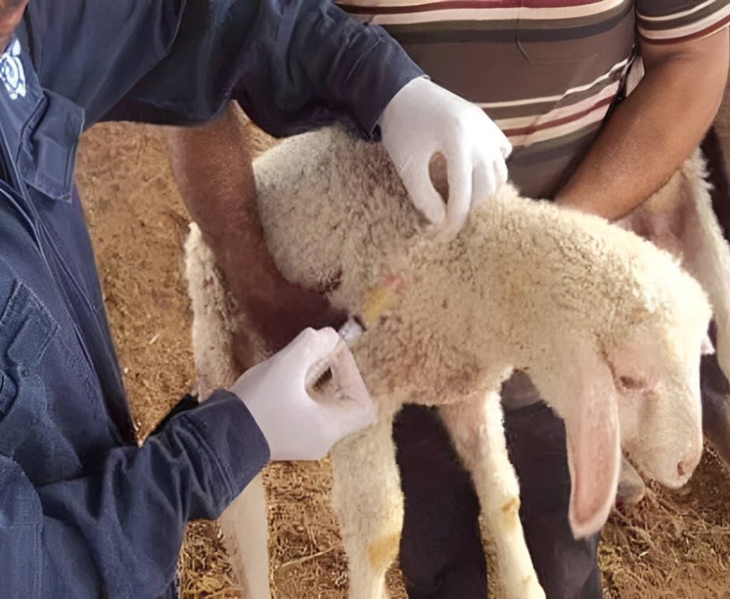 الكاف: الشروع قريبا في تنفيذ حملة تلقيح الماشية ضد مرض الحمى القلاعية وأخرى ضد داء الكلب