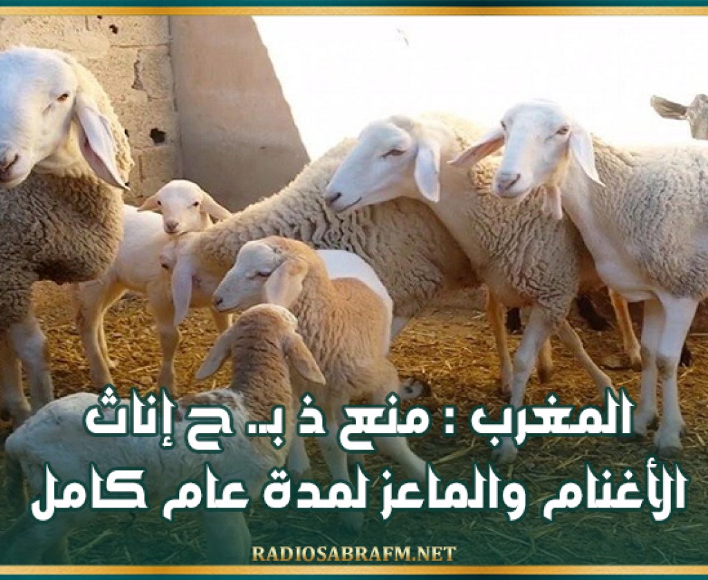 المغرب : منع ذ بـ. ح إناث الأغنام والماعز لمدة عام كامل