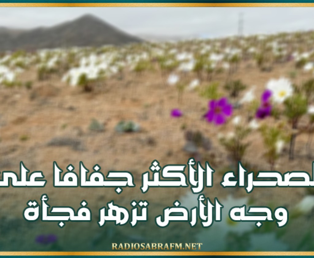 ظاهرة نادرة جدا.. الصحراء الأكثر جفافا على وجه الأرض تزهر فجأة !