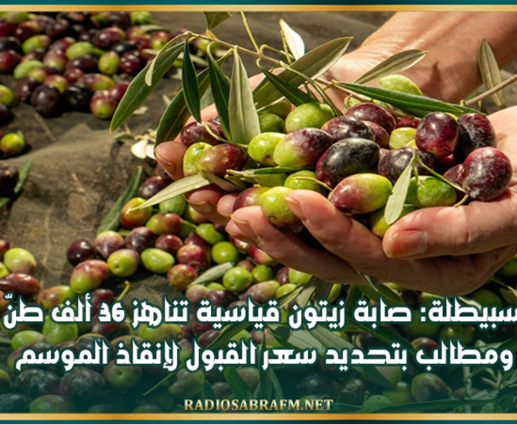 سبيطلة: صابة زيتون قياسية تناهز 36 ألف طنّ ومطالب بتحديد سعر القبول لإنقاذ الموسم