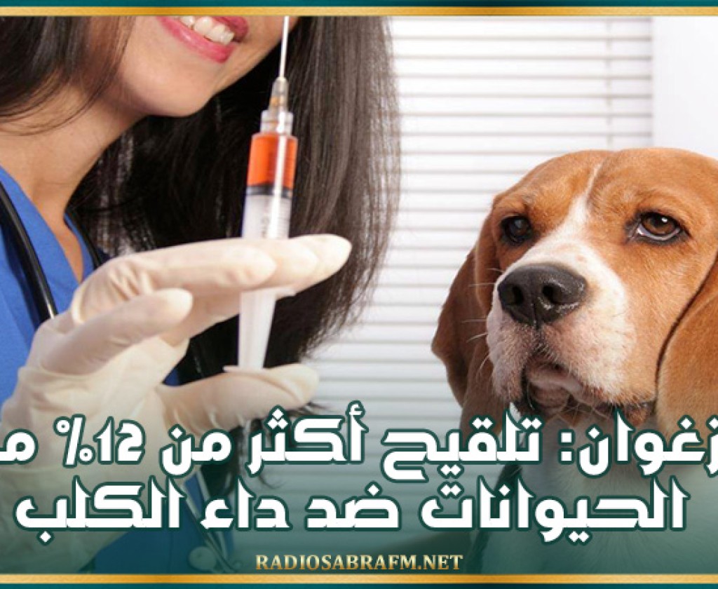زغوان: تلقيح أكثر من 12% من الحيوانات ضد داء الكلب وتواصل الحملات الدورية لقنص الكلاب السائبة