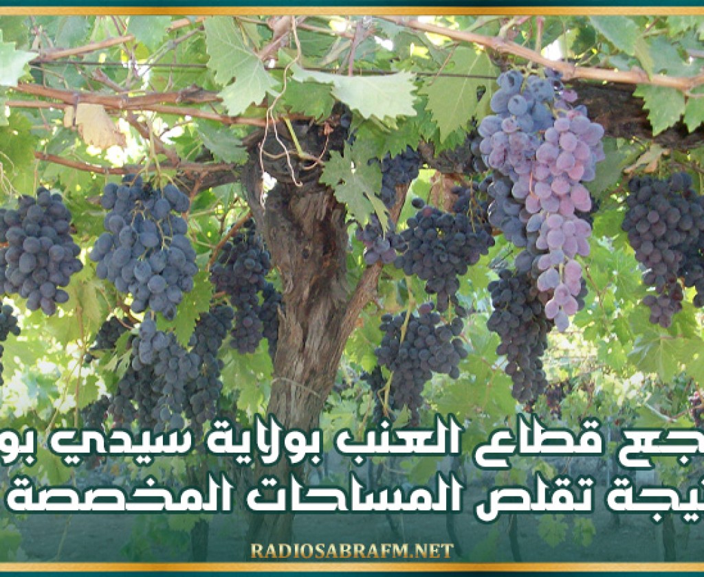 تراجع قطاع العنب بولاية سيدي بوزيد نتيجة تقلص المساحات المخصصة له