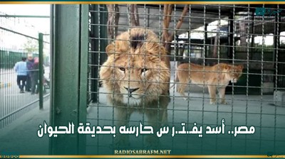 مصر.. أسد يفـ.ـتـ.ر س حارسه بحديقة الحيوان