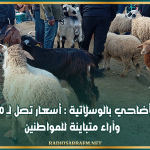 سوق الأضاحي بالوسلاتية : أسعار تصل لـ 2000 دينار وآراء متباينة للمواطنين