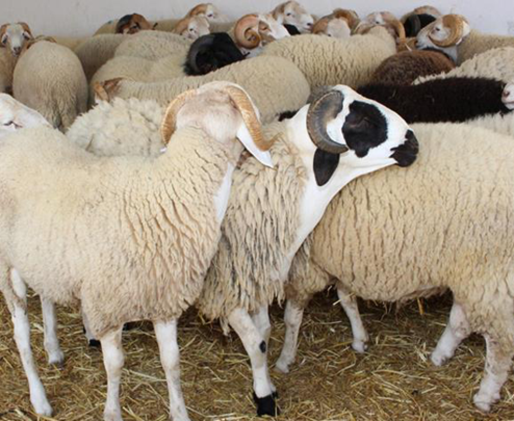 نقص ملحوظ في العرض بسوق الأضاحي بالقيروان مع تسجيل ارتفاع في الأسعار