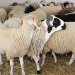 نقص ملحوظ في العرض بسوق الأضاحي بالقيروان مع تسجيل ارتفاع في الأسعار