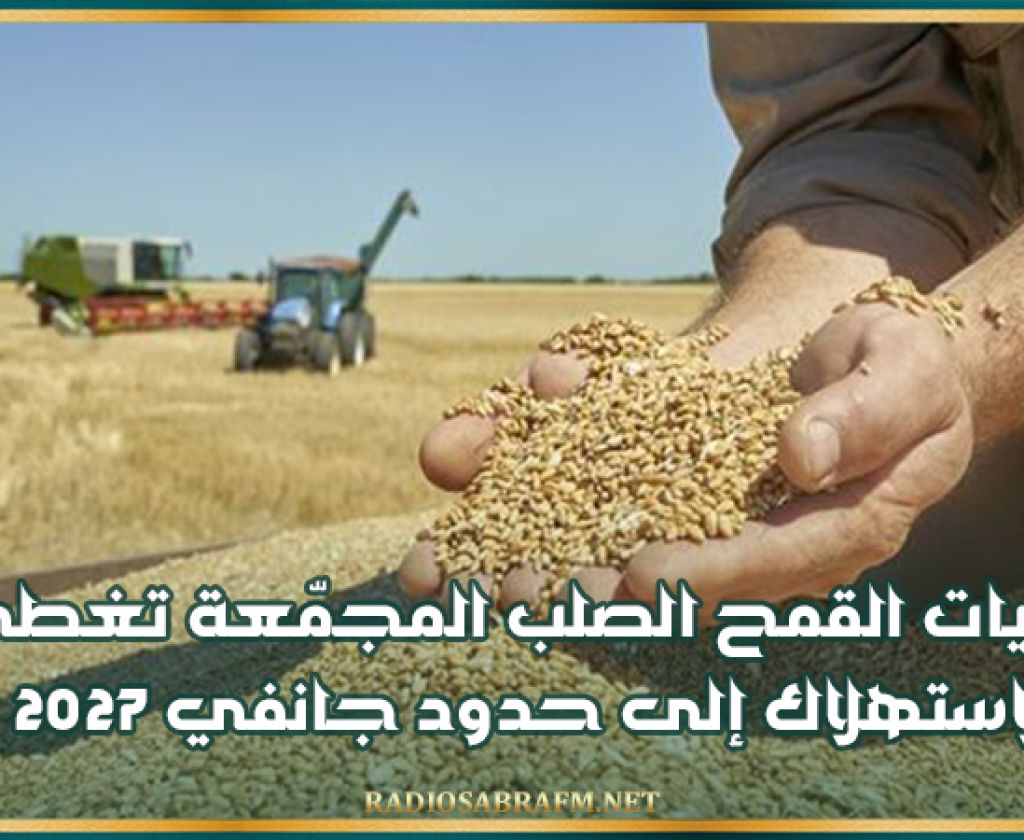 مديرة ديوان الحبوب: كميات القمح الصلب المجمّعة تغطي الاستهلاك إلى حدود جانفي 2027
