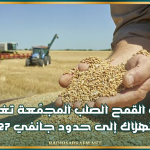 مديرة ديوان الحبوب: كميات القمح الصلب المجمّعة تغطي الاستهلاك إلى حدود جانفي 2027