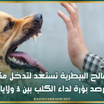 المصالح البيطرية تستعد لتدخل مكثف إثر رصد بؤرة لداء الكلب بين 3 ولايات