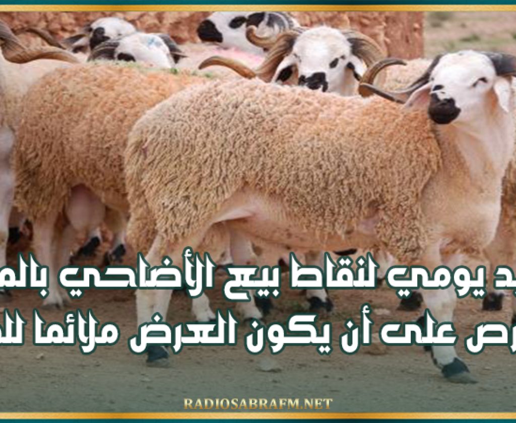 ديوان الماشية: تزويد يومي لنقاط بيع الأضاحي بالميزان ونحرص على أن يكون العرض ملائما للطلب
