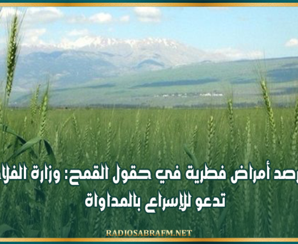 بعد رصد أمراض فطرية في حقول القمح: وزارة الفلاحة تدعو للإسراع بالمداواة