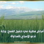 بعد رصد أمراض فطرية في حقول القمح: وزارة الفلاحة تدعو للإسراع بالمداواة