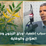 أبرز أسباب إصفرار أوراق الزيتون وطرق العلاج والوقاية