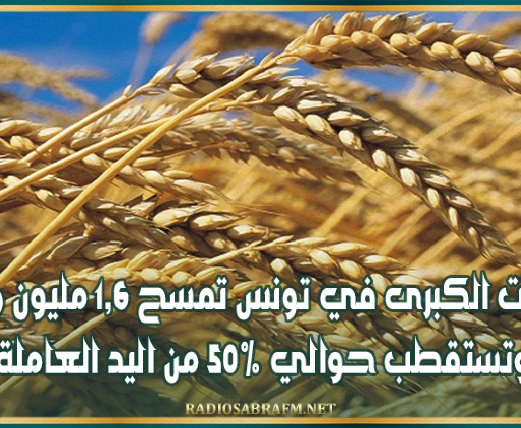 الزراعات الكبرى في تونس تمسح 1,6 مليون هكتار وتستقطب حوالي 50% من اليد العاملة