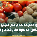 وزارة الفلاحة تحذر من مرض 'الميلديو' و تدعو الفلاحين إلى مداواة حقول البطاطا و الطماطم