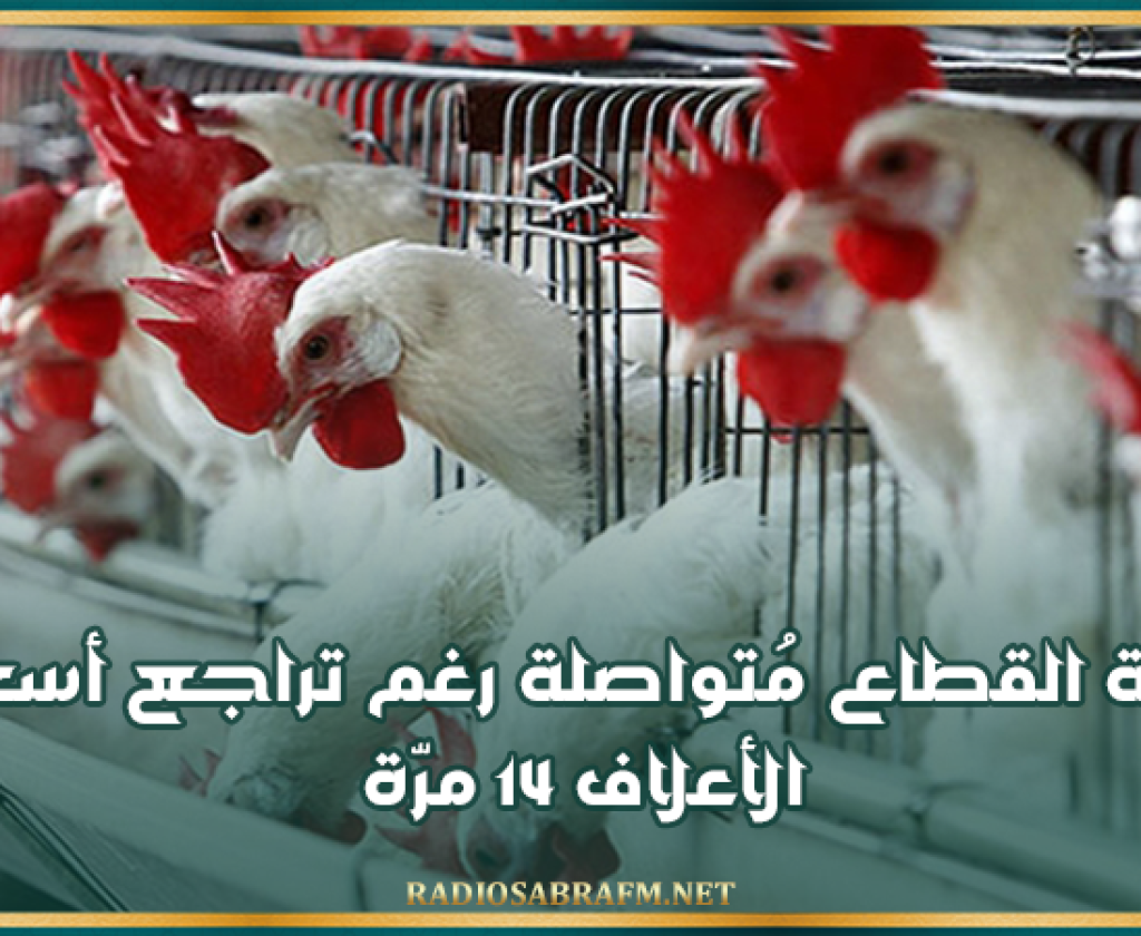 رئيس غرفة الدواجن: أزمة القطاع مُتواصلة رغم تراجع أسعار الأعلاف 14 مرّة