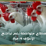 رئيس غرفة الدواجن: أزمة القطاع مُتواصلة رغم تراجع أسعار الأعلاف 14 مرّة